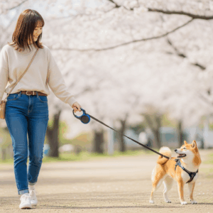 い ぬ 初心者におすすめの犬種5選！性格・飼いやすさで比較